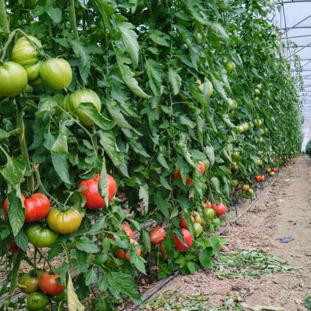 Pauvert Loic Vente Directe De Legumes Et Fraises De Producteur Dans Le Maine Et Loire Maraicher Pauvert Bloc H1