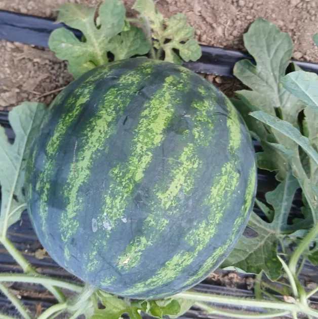 Pauvert Loic Vente Directe De Legumes Et Fraises De Producteur Dans Le Maine Et Loire Maraicher Pauvert Watermelon