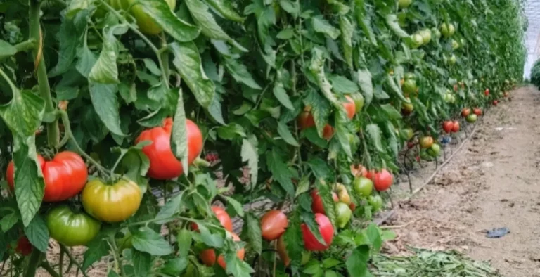 Pauvert Loic Vente Directe De Legumes Et Fraises De Producteur Dans Le Maine Et Loire Miniature